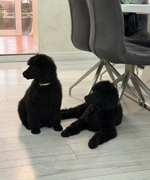 Large Royal Poodle puppies