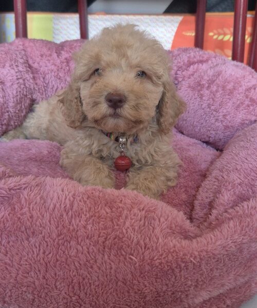 Labradoodle F1b adorable puppies