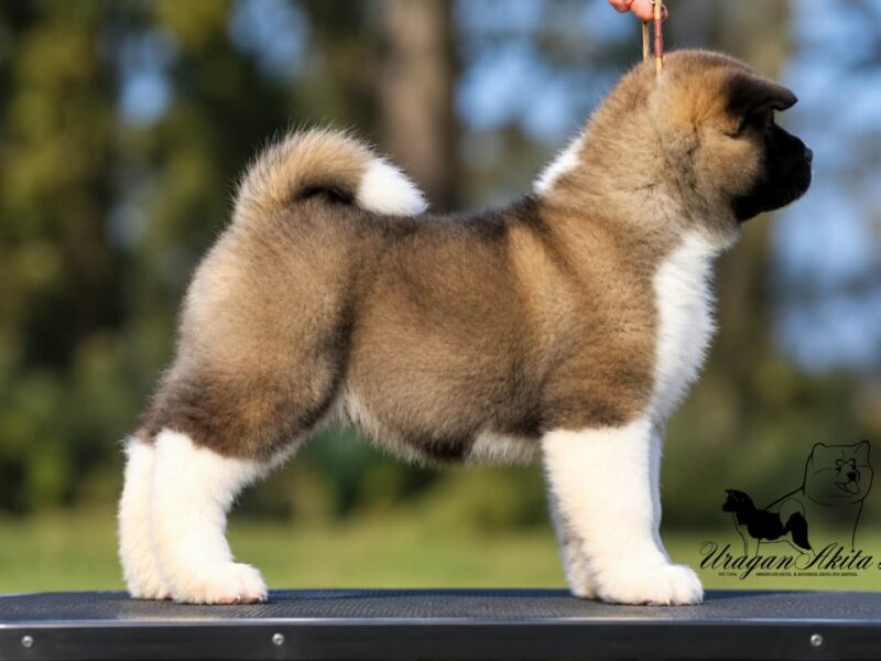 American Akita puppies
