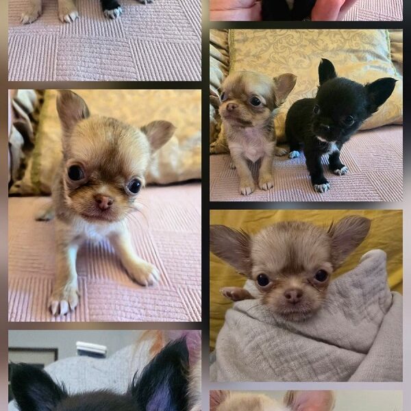 Mini and Micro Chihuahuas