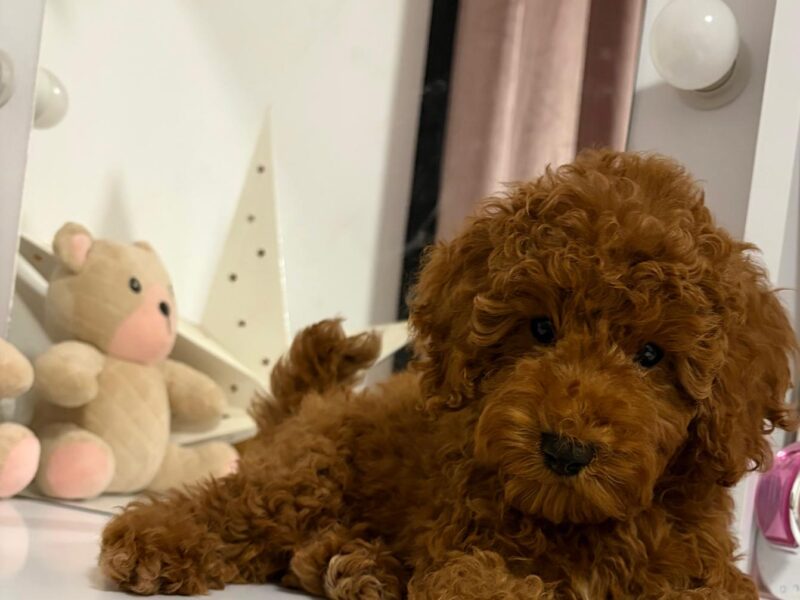 Red miniature poodle