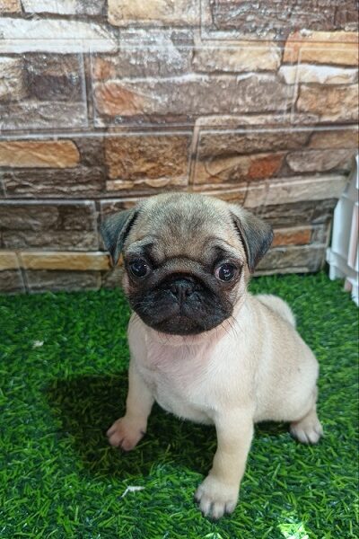 Pug female puppy