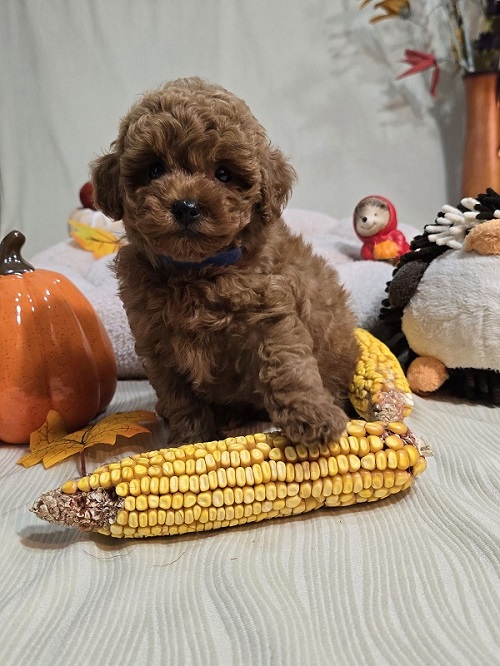 Toy Red Poodle/Red Poodles - puppies