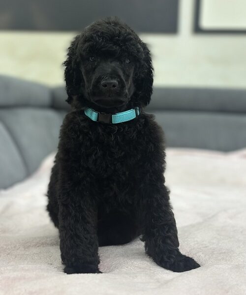 Large Royal Poodle puppies