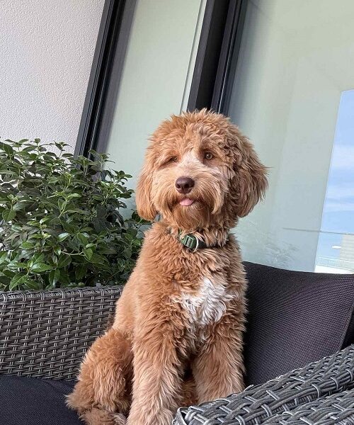 Labradoodle F1b adorable puppies