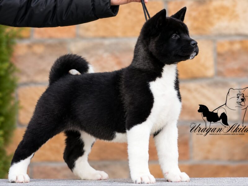 American Akita puppies