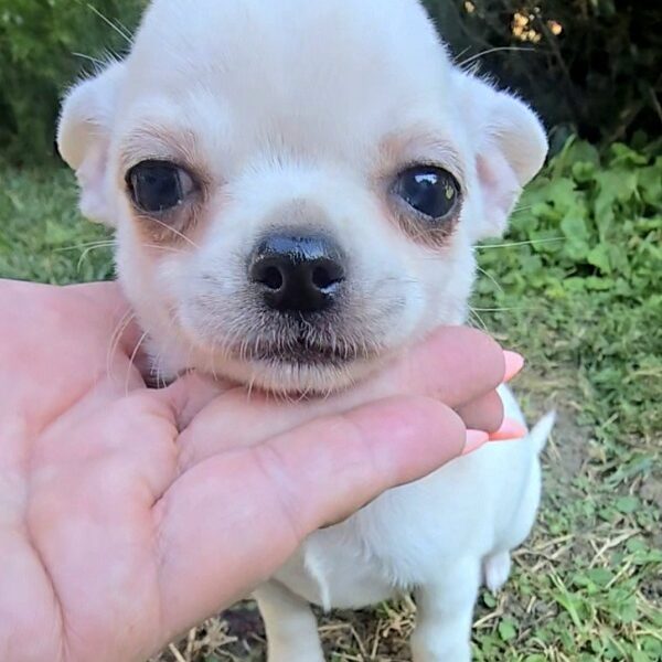 Mini and Micro Chihuahuas
