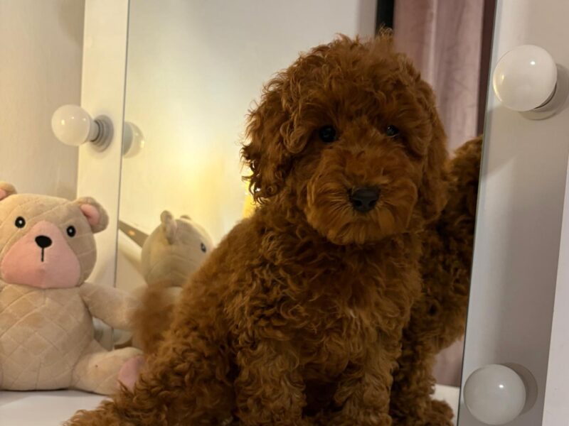 Red miniature poodle