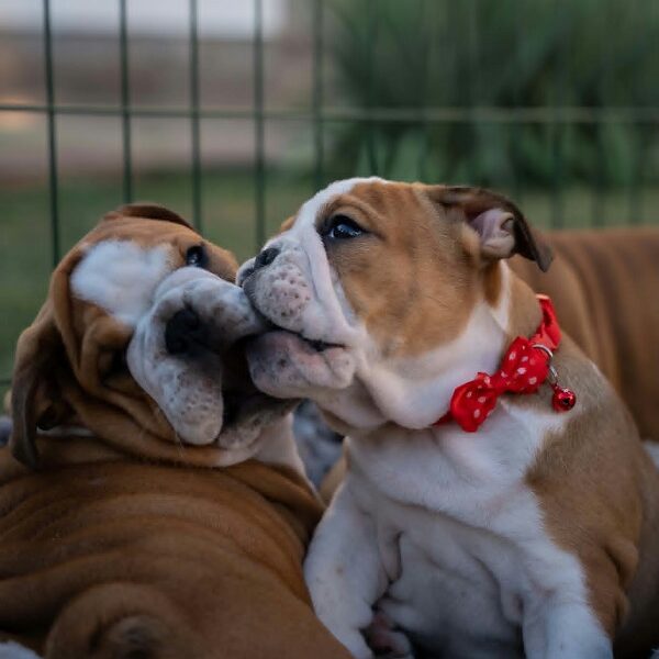 English bulldog puppies