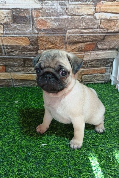 Pug female puppy