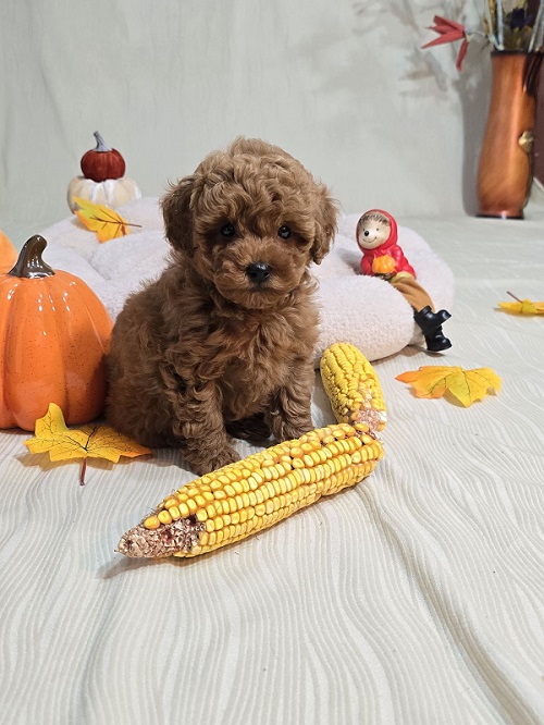 Toy Red Poodle/Red Poodles - puppies