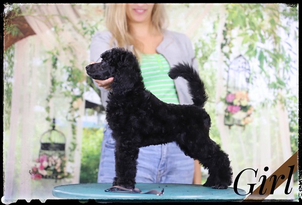 Large Royal Poodle puppies