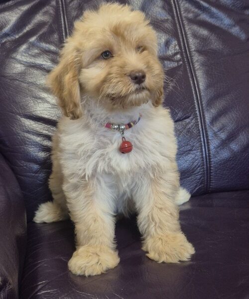 Labradoodle F1b adorable puppies