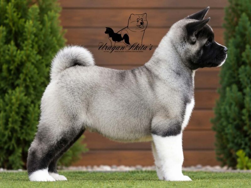 American Akita puppies