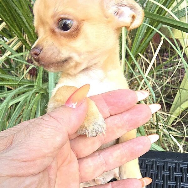 Mini and Micro Chihuahuas