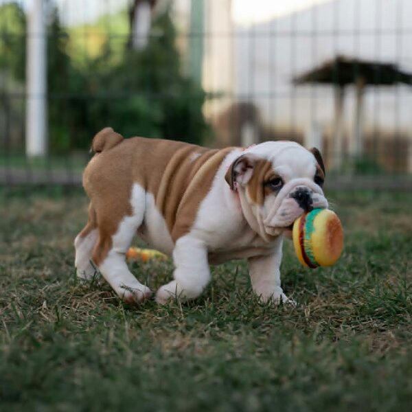 English bulldog puppies