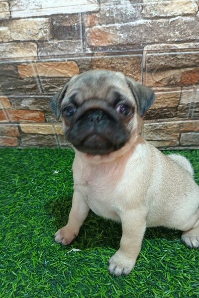 Pug female puppy