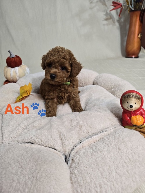 Toy Red Poodle/Red Poodles - puppies