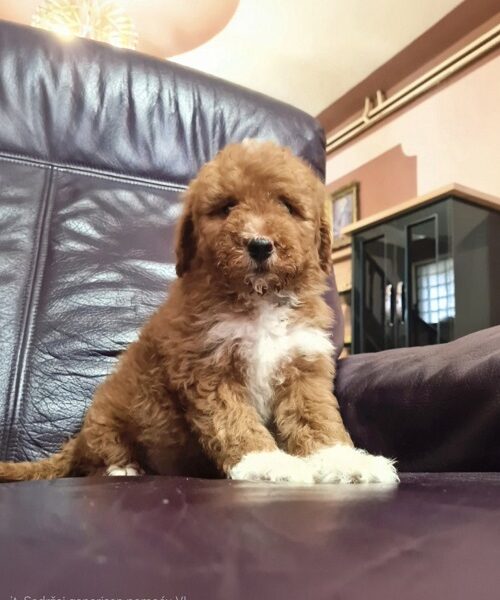 Labradoodle F1b adorable puppies