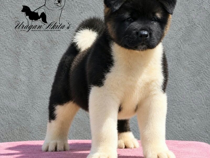 American Akita puppies
