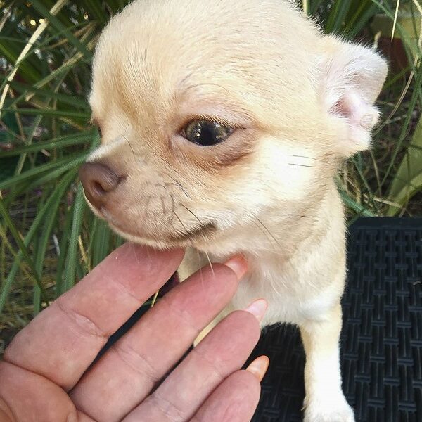 Mini and Micro Chihuahuas