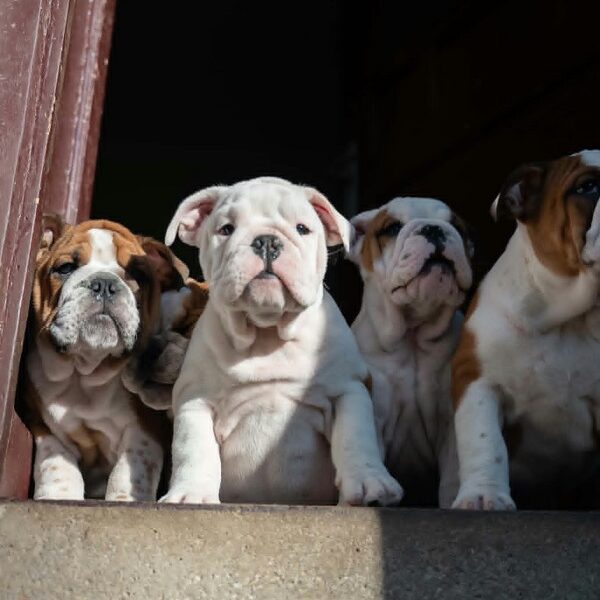 English bulldog puppies