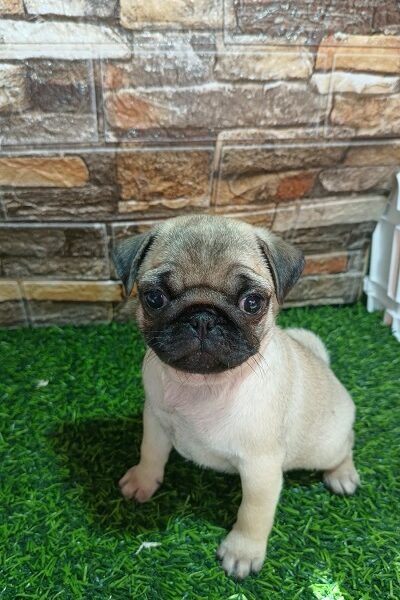 Pug female puppy