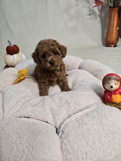 Toy Red Poodle/Red Poodles - puppies