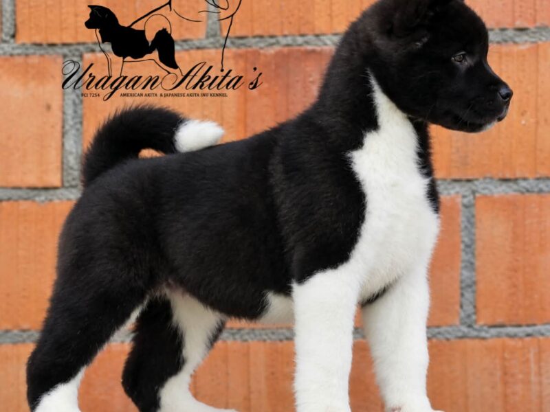 American Akita puppies