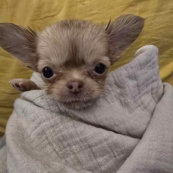 Mini and Micro Chihuahuas