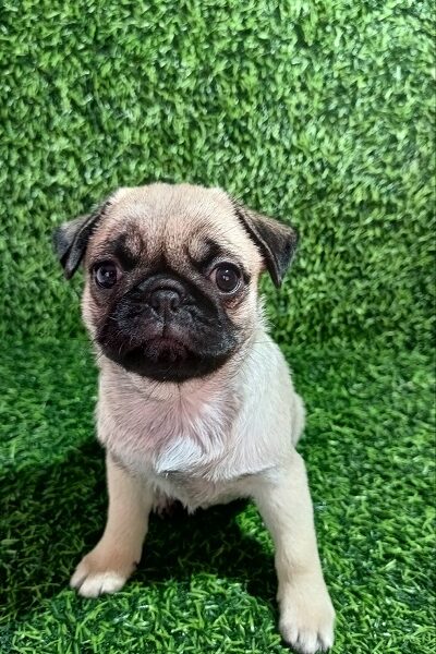 Pug female puppy
