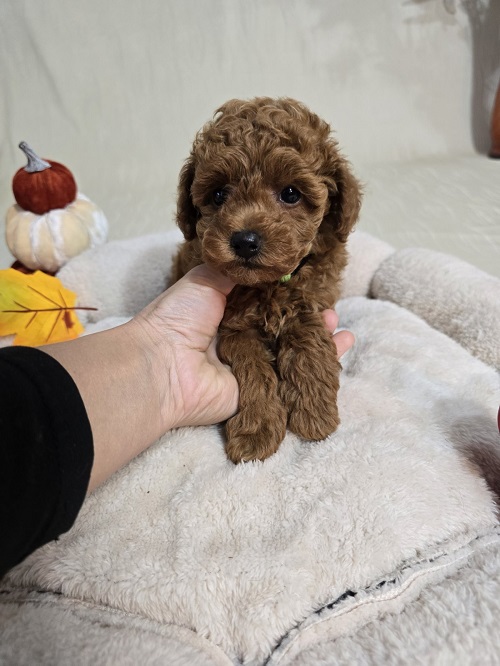 Toy Red Poodle/Red Poodles - puppies