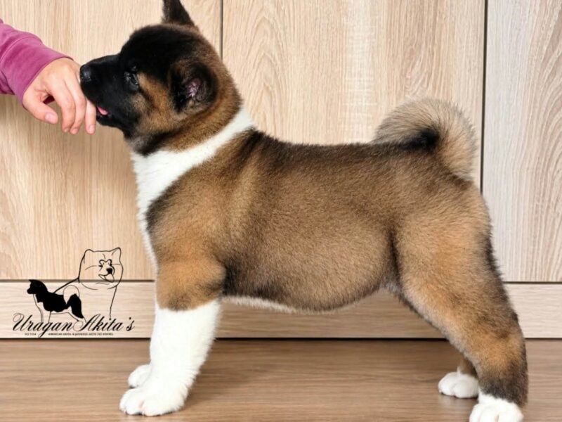American Akita puppies