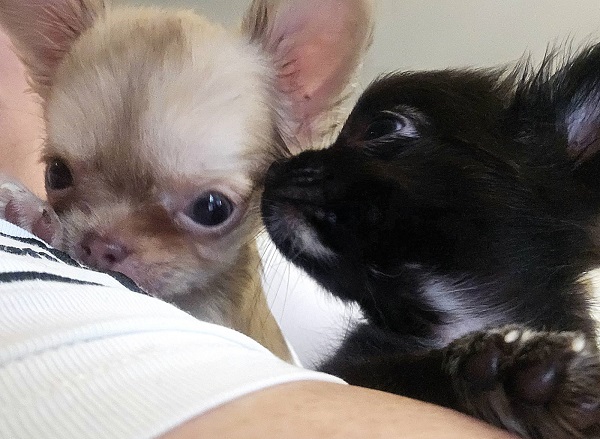 Mini and Micro Chihuahuas