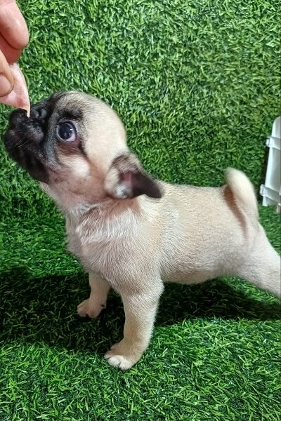 Pug female puppy