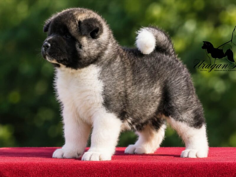 American Akita puppies