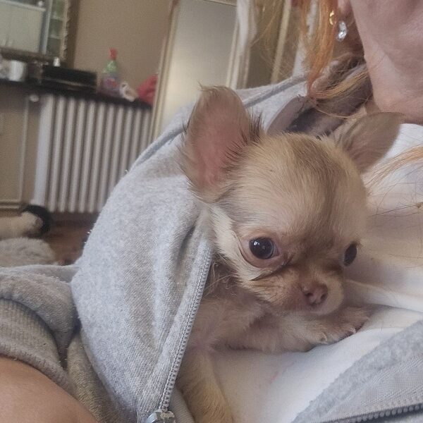 Mini and Micro Chihuahuas