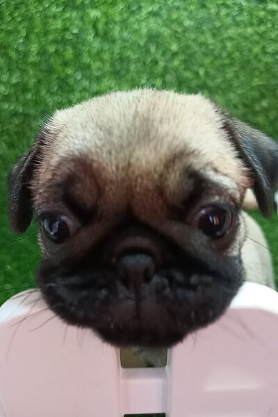 Pug female puppy
