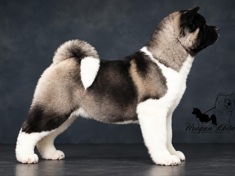 American Akita puppies