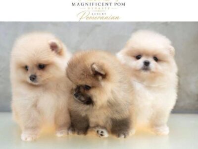 Exclusive Pomeranians of superior bloodlines