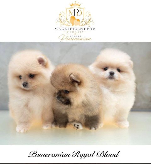 Exclusive Pomeranians of superior bloodlines