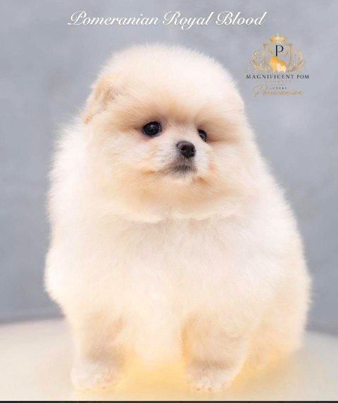 Exclusive Pomeranians of superior bloodlines