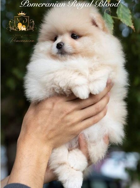 Exclusive Pomeranians of superior bloodlines