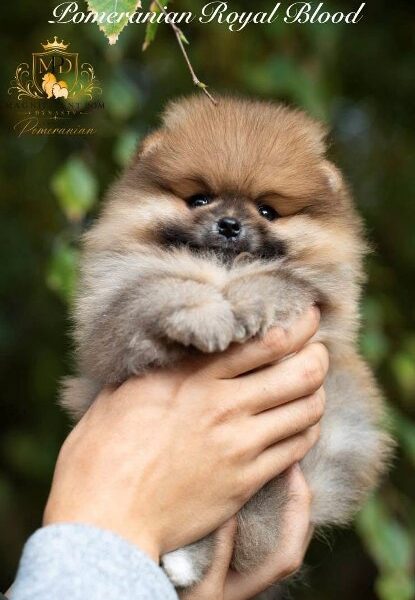 Exclusive Pomeranians of superior bloodlines