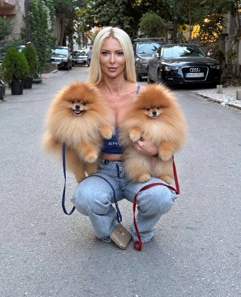 Exclusive Pomeranians of superior bloodlines